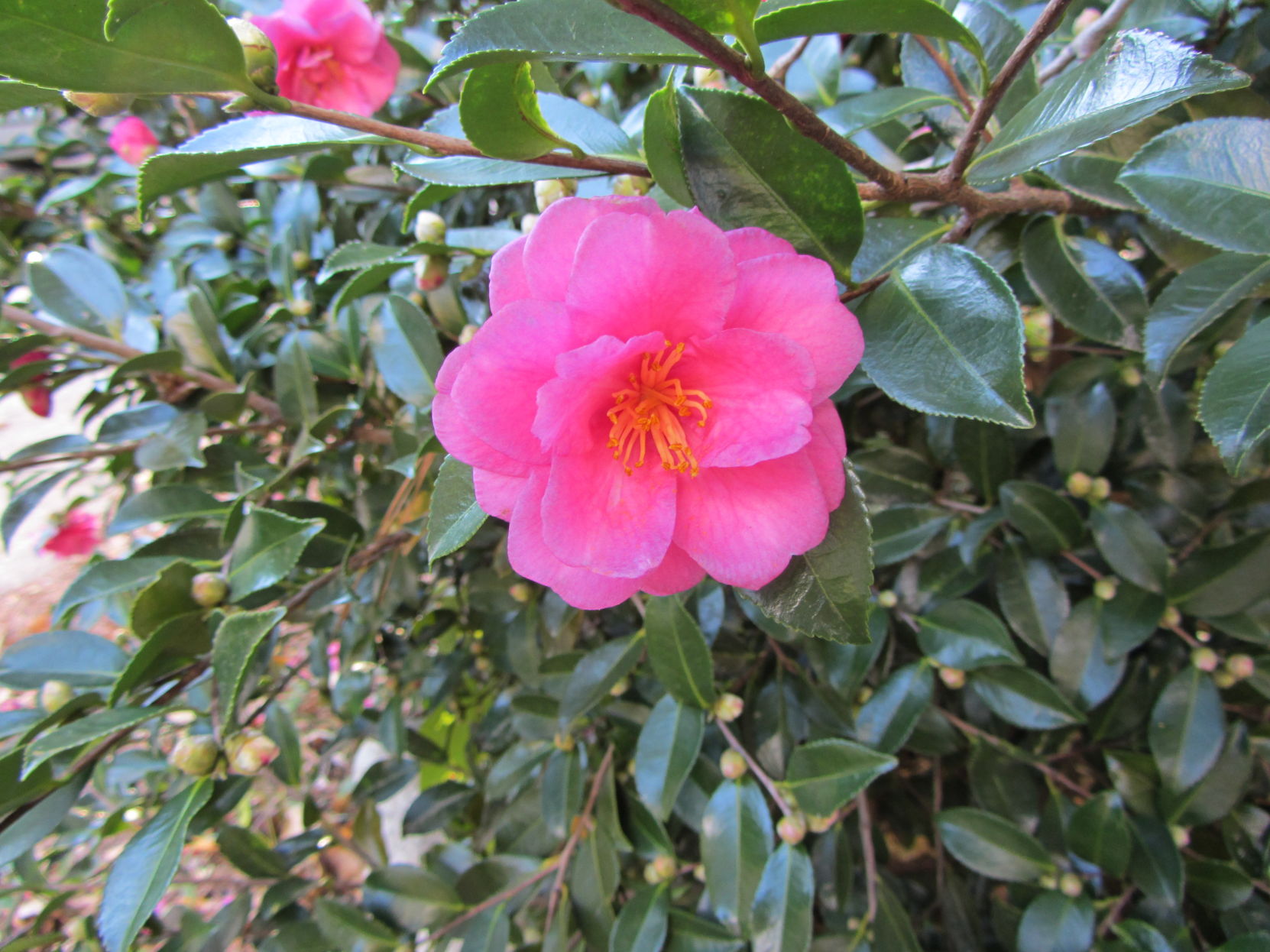 OCT camellia sasanquas
